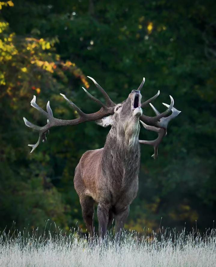 HUNTING TRIPS